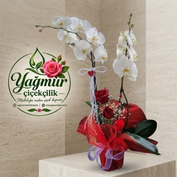 Çift Dal Beyaz Orkide & Kırmızı Gül Aşk Aranjmanı